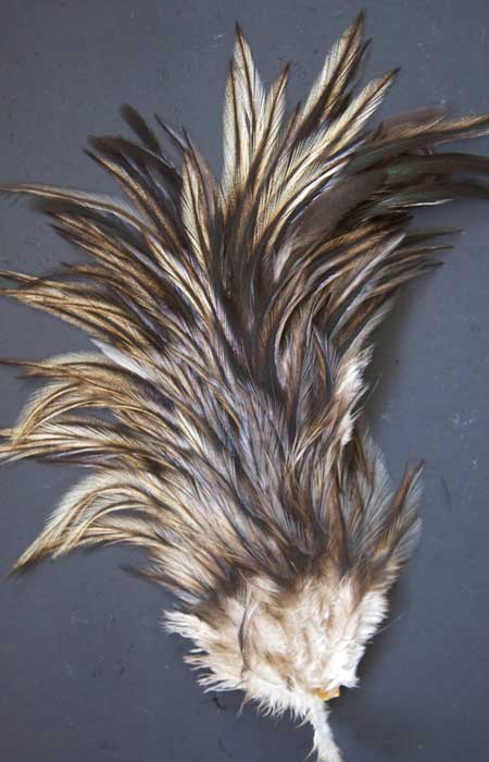 Indian Cock Neck